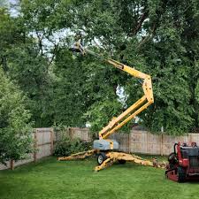 How Our Tree Care Process Works  in Lake Elmo, MN